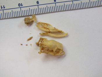 Media type: image;   Herpetology R-6675